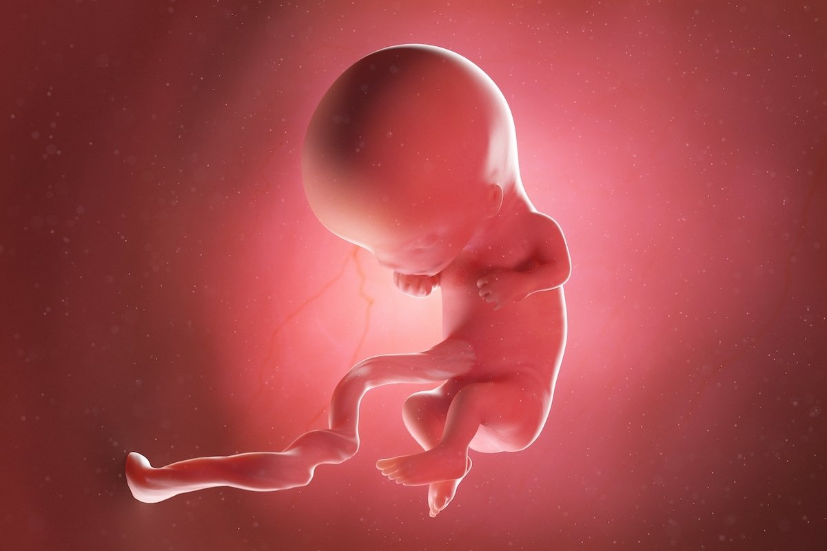 Эмбрион на 11 неделе беременности. 11 Недель беременности. 11 неделя 24 года