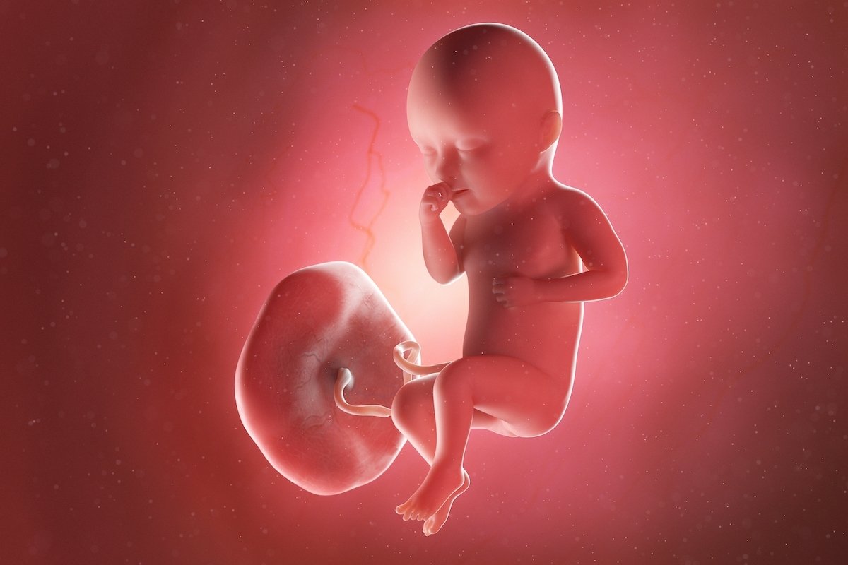 34 недели назад. 3д модель ребенка в утробе. Fetus in 3rd month.